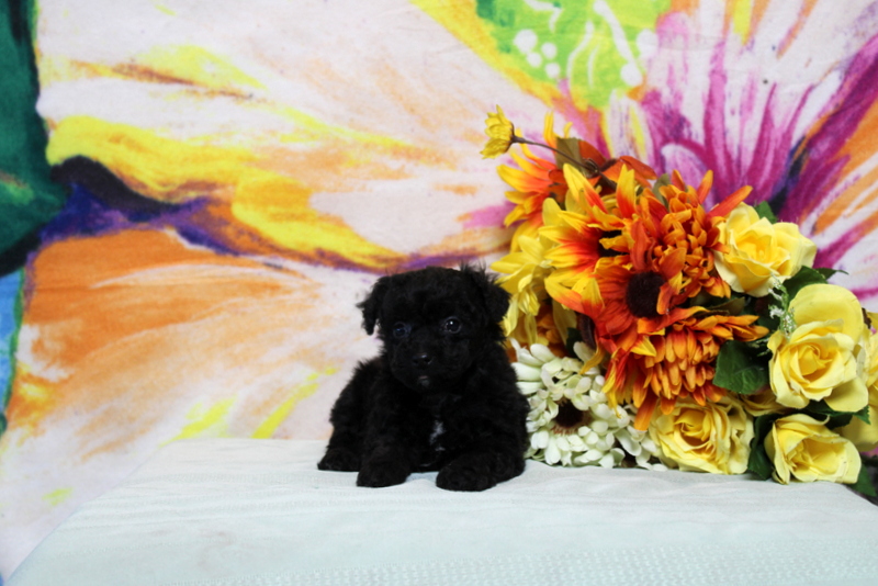 puppy, for, sale, Toy Poodle, Matthew B. Stoltzfus, dog, breeder, Gap, PA, dog-breeder, puppy-for-sale, forsale, nearby, find, puppyfind, locator, puppylocator, aca